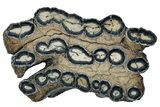 Mammoth Molar Slice With Case - South Carolina #291216-1
